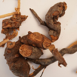BÖĞÜRTLEN KÖKÜ 120 GR - 3