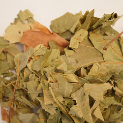 ÇINAR YAPRAĞI 30 GR - 3