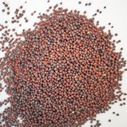 DOĞAL ŞALGAM TOHUMU 200 GR - 2