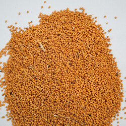 SARI HARDAL TANE 200 GR - 2
